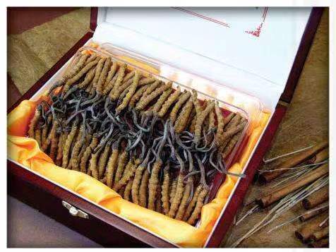 贡井冬虫夏草回收